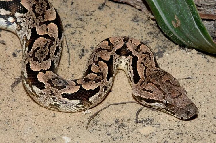 Acrantophis madagascariensis. Мадагаскарский удав Дюмериля. Acrantophis dumerili. Санзиния мадагаскарский удав.