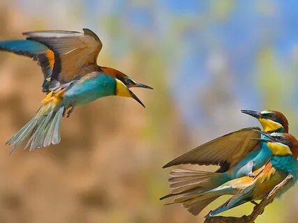 New birds