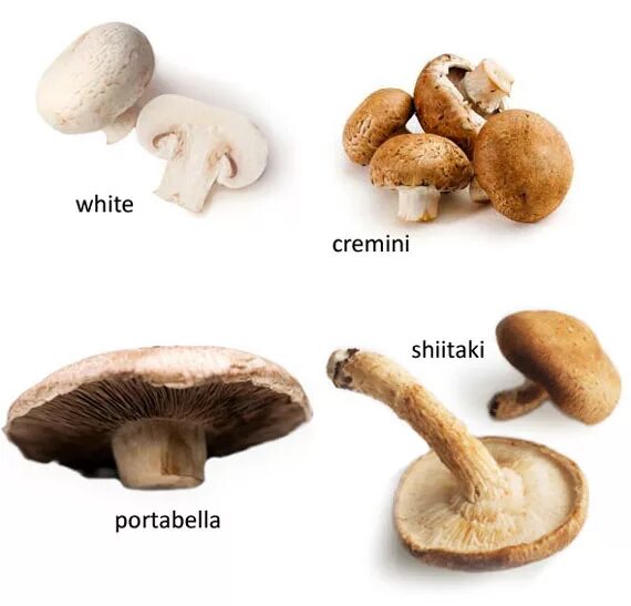 Types of Mushrooms. Kinds of Mushrooms. Mushroom Vocabulary. Names of Mushrooms in English. Mushroom глагол