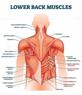 Back parts