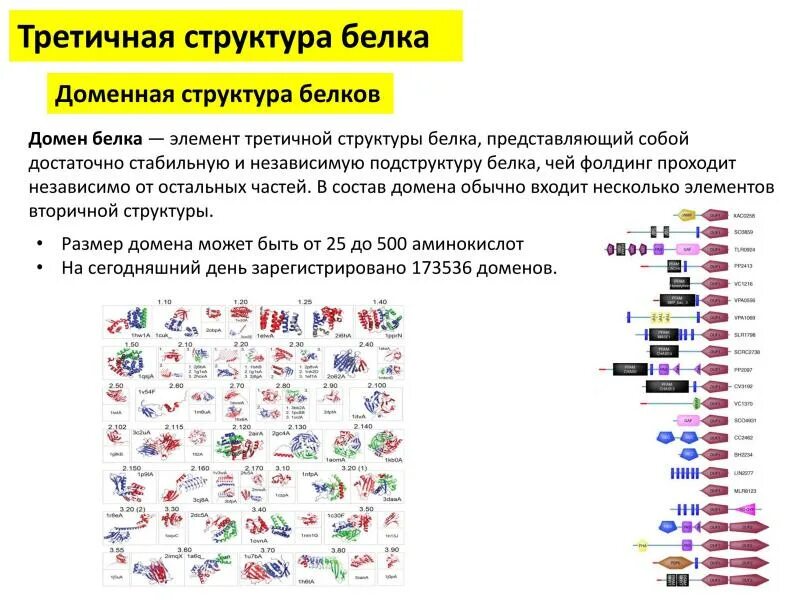 Типы структуры доменов белков. Доменное строение белков. Доменная структура белков биохимия. Домены третичной структуры белка.