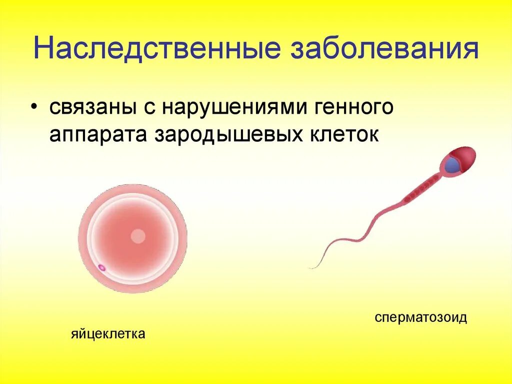 Наследственные и враждены езаболевания. Наследственные половые заболевания. Наследственные заболевания половым путем.. Наследственные заболевания передаваемые пол путем. Болезни передающиеся наследственным путем