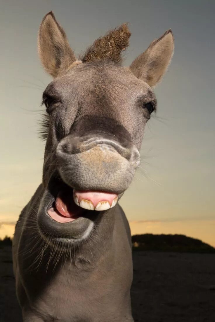 Животные смеются. Улыбки животных смешные. Хищные животные. Смех животных. Смешная улыбка.