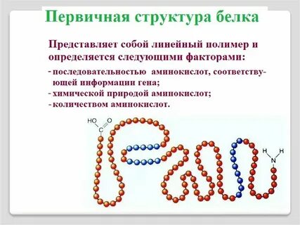 1 что представляют собой белки
