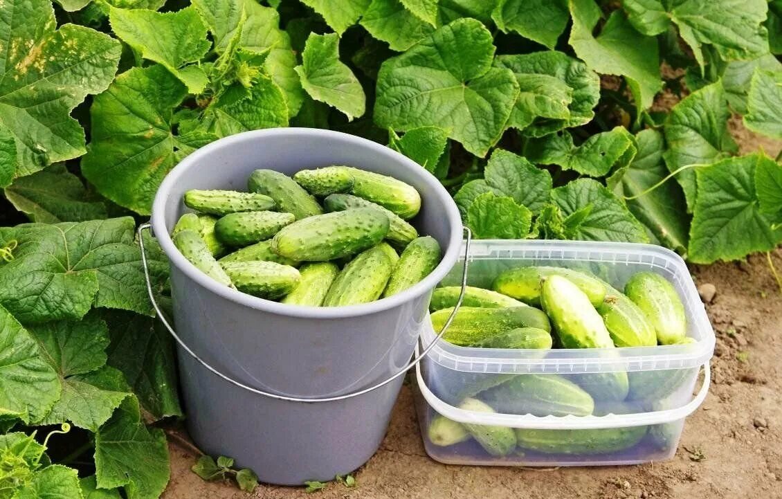 Огурцы как получить урожай