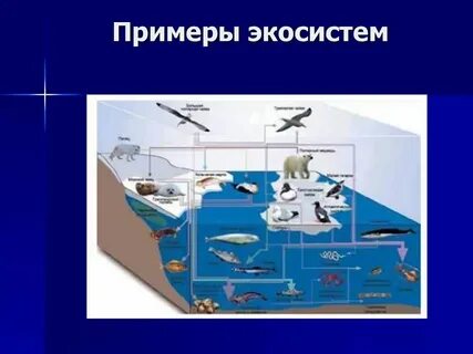 Укажите пример естественной системы