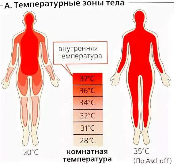 Почему тело холодное. Температура человека. Температурная карта тела. Внутренняя температура человека. Температура конечностей.