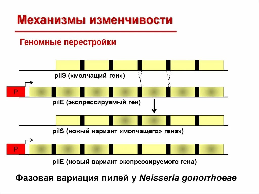 Перестройка генома. Геномные перестройки это. Механизмы изменчивости. Перестройка генов. Фазовая изменчивость.