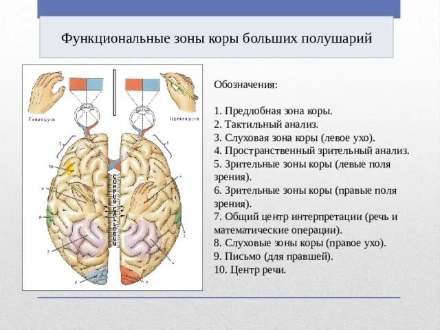 Зрительная зона коры больших полушарий проводниковый. Функциональные зоны коры больших полушарий. Проекционные зоны коры большого полушария. Сенсорные зоны коры больших полушарий отвечают за. Слуховая зона коры больших полушарий.