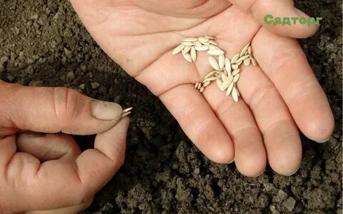 Какие семена лучшие для посадки
