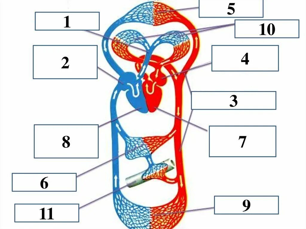 Кровеносная система биология 8 класс контрольная. Большой круг кровообращения схема без подписей. Круги кровообращения 8 класс биология схема. Схема большого и малого круга кровообращения 8 класс биология. Малый круг кровообращения человека 8 класс.