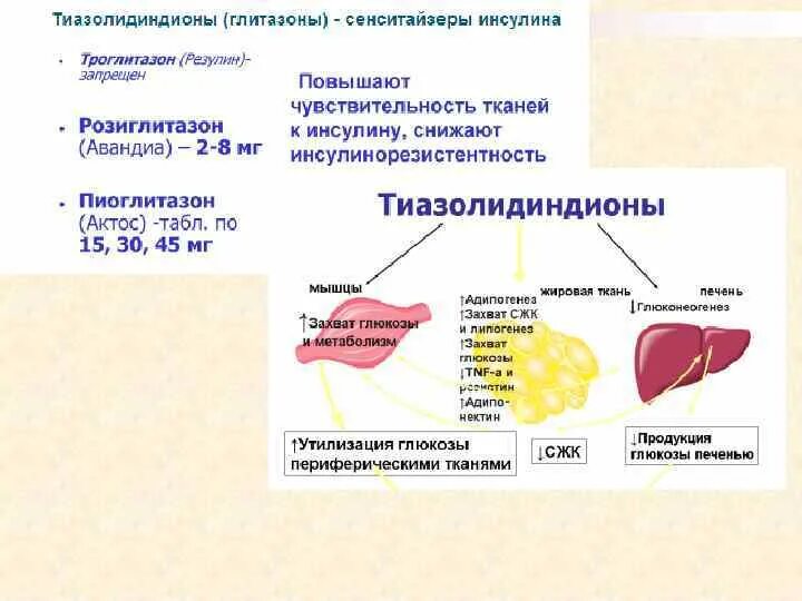 Образование в клетках растений глюкозы поглощение. Инсулиннезависимые органы. Инсулиннезависимые органы и ткани. Инсулиннезависимые клетки. Инсулиннезависимые поглощения.