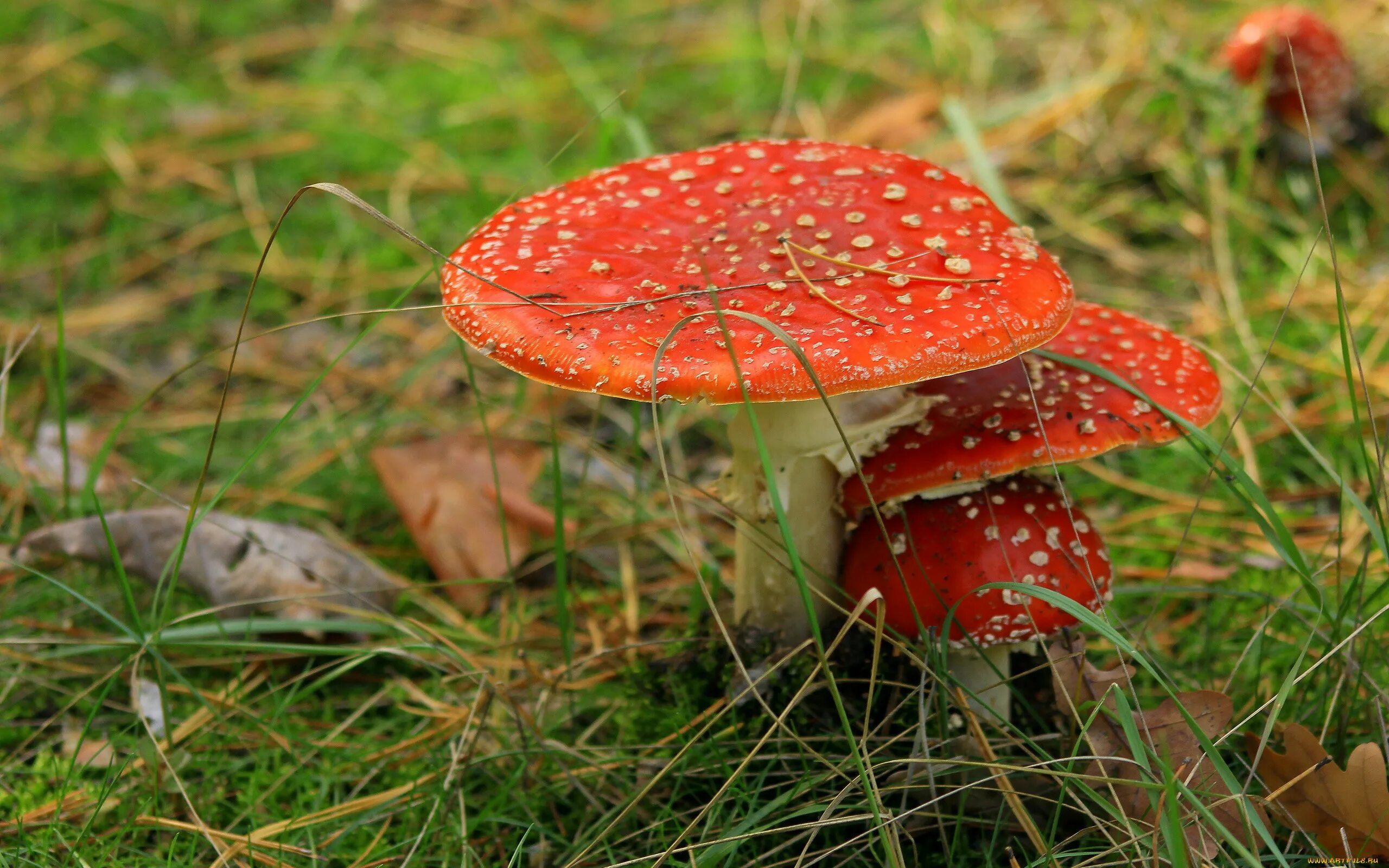 Подосиновик красный. Поганка мухоморовна. Мухомор пантерный. Несъедобные грибы с красной. Красные грибы в лесу.