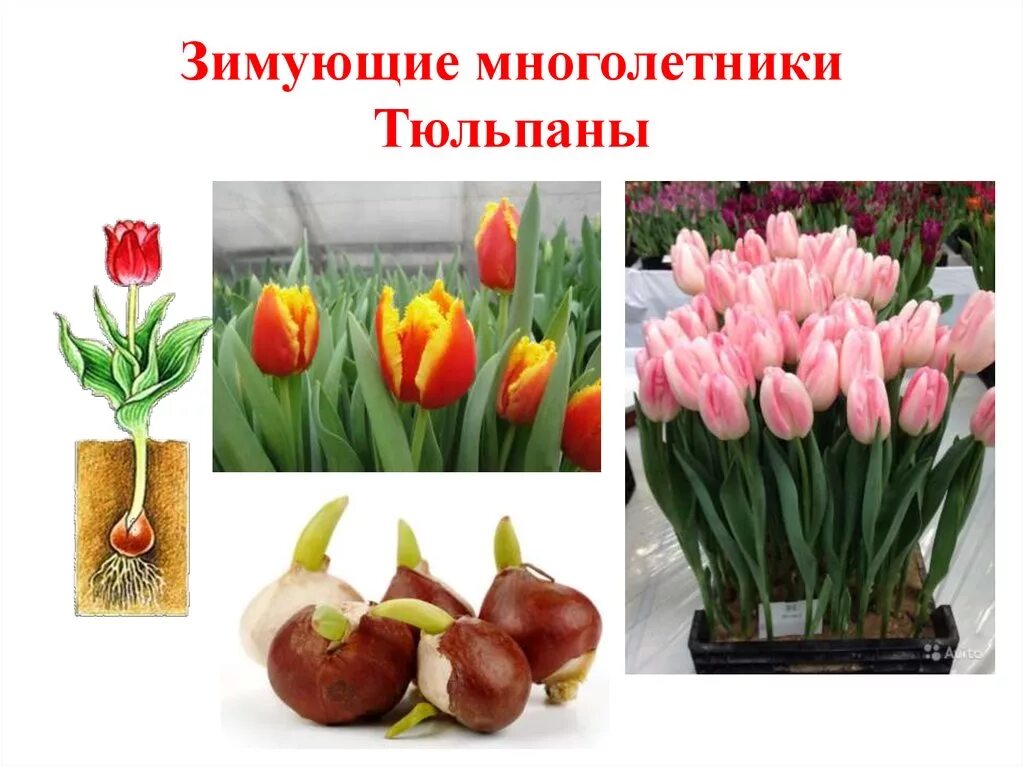 Зимующие в открытом грунте. Зимующие многолетние растения. многолетние луковичные. многолетние зимующие цветочные растения. не зимующие многолетники.