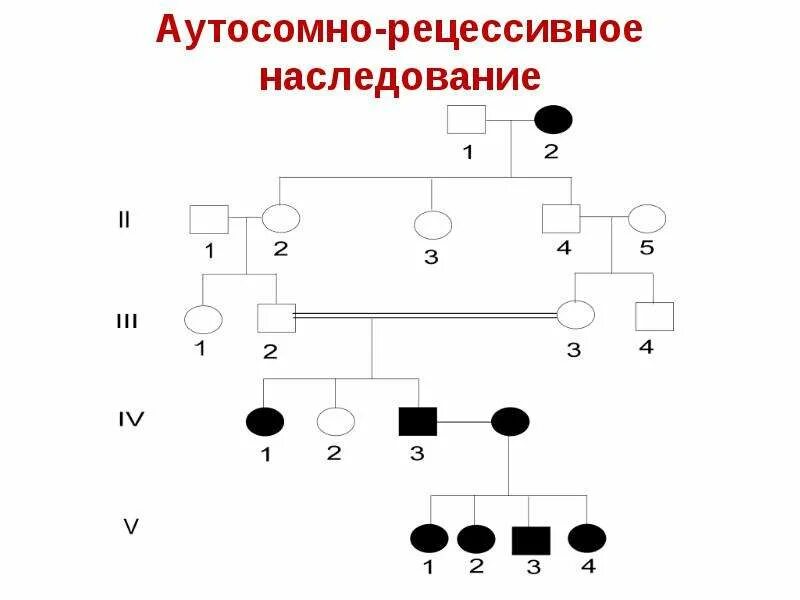 Генетика человека