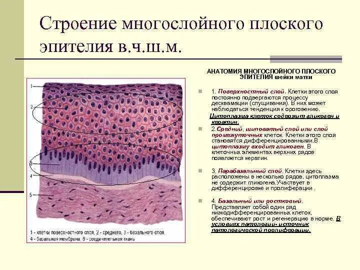 Слои переходного эпителия. Многослойный плоский эпителий шейки матки. Слизистая оболочка шейки матки гистология. Многослойный плоский эпителий шейки матки норма гистология. Эпителий шейки матки гистология строение.