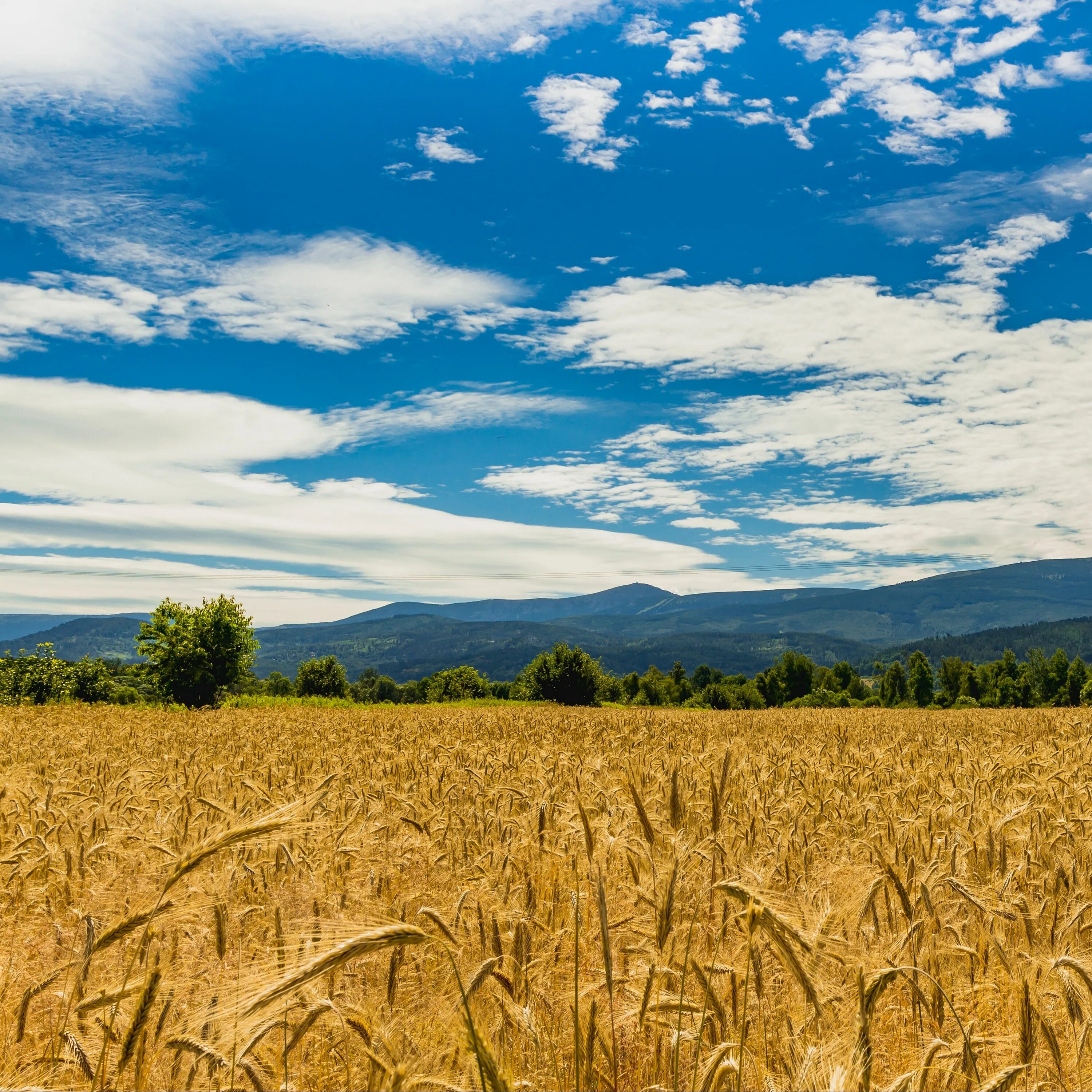 Отличные пшеничные. Пшеничные поля Молдавии. Поле обои. Пшеничные поля Америки. Россия поля пшеницы.