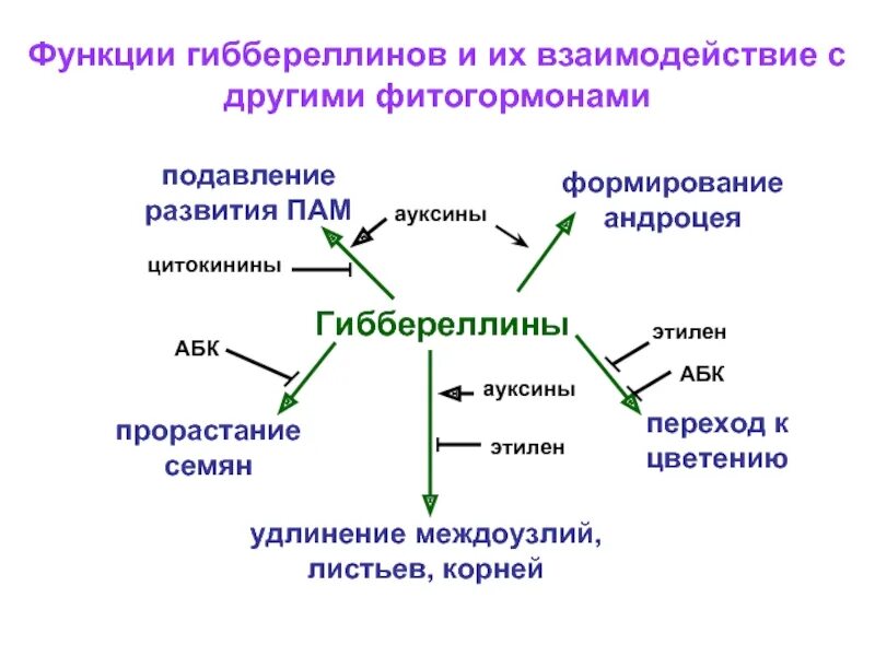 Влияние фитогормонов на рост. Гиббереллины функции. Фитогормоны Гиббереллины. Гормоны растений фитогормоны. Гиббереллины гормоны растений.