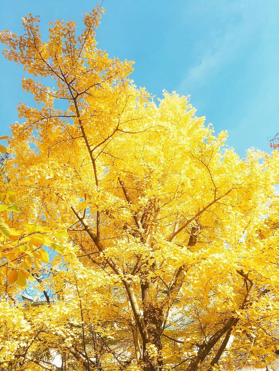 Yellow tree