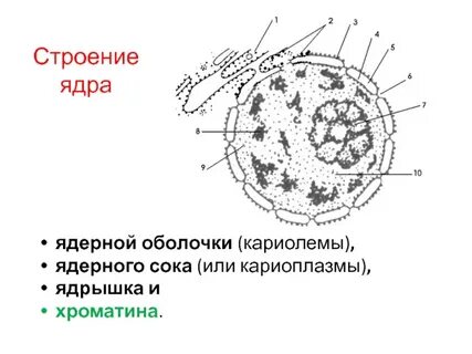 Строение ядра хроматин