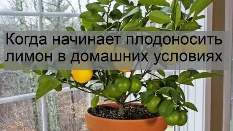 Чтобы домашний лимон плодоносил