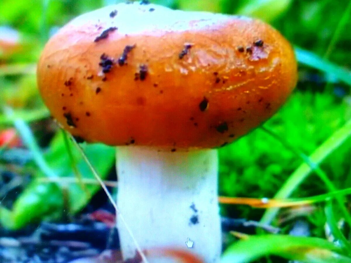 Грибы бычки. Валуй (russula foetens). валуй (гриб). гриб кульбик валуй. грибы бычки валуи.