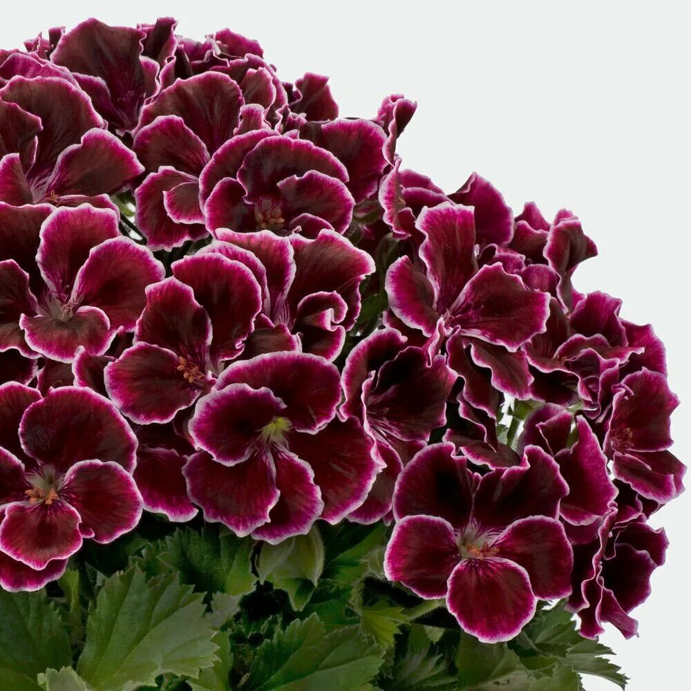 пеларгония английская. пеларгония королевская cynthia. пеларгония королевская. пеларгония herba. пеларгония королевская.