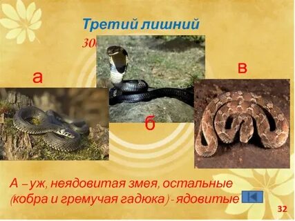 Как отличить ядовитых змей от неядовитых