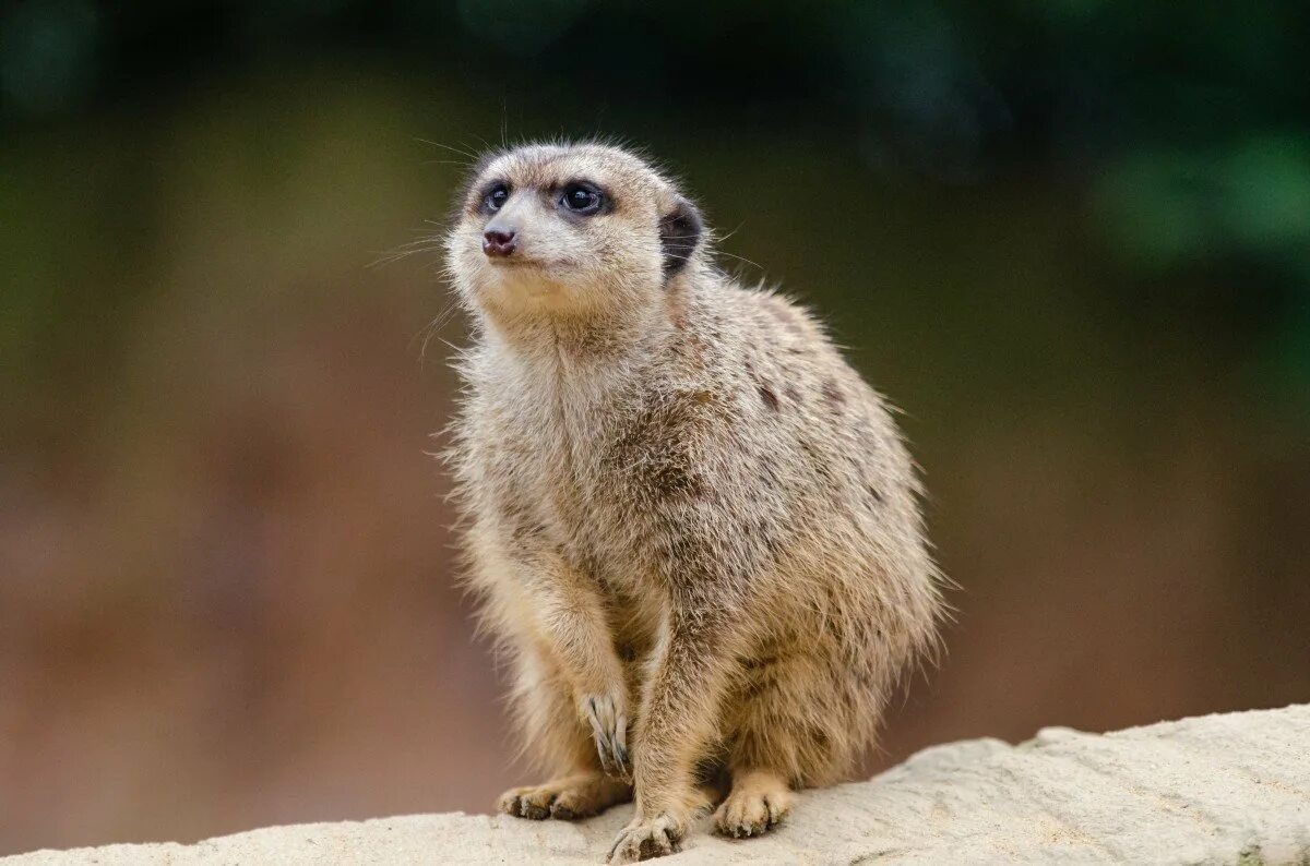 Сурикат млекопитающие. Африканский сурикат. Мангуст. Сурикат млекопитающие. Популяция сурикатов.