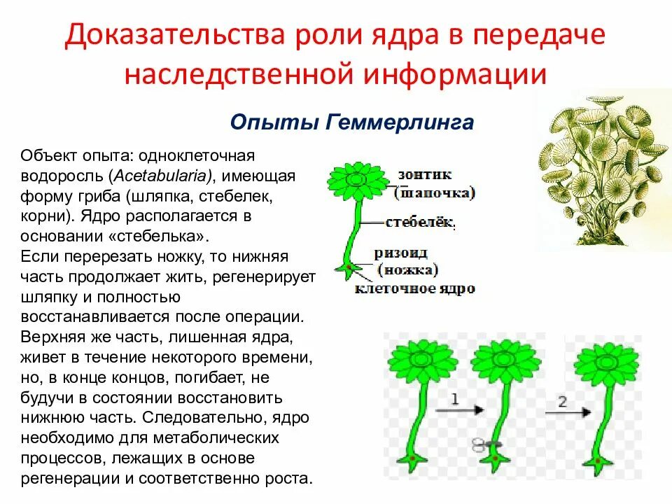 Обеспечивает передачу наследственной. Доказательства роли ядра в передаче наследственной информации. функции одноклеточной водоросли ацетабулярии. опыт геммерлинга с ацетабулярией. роль ядра в наследственности.
