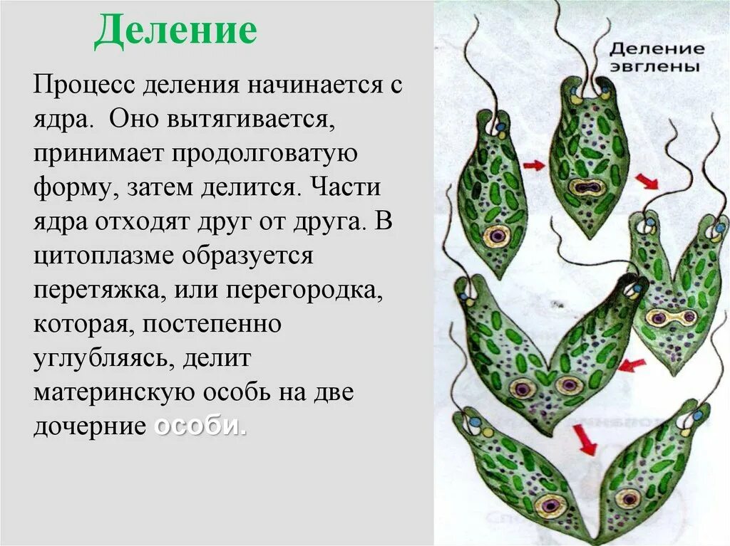Как размножается эвглена