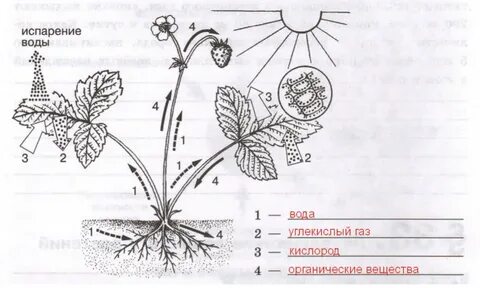 Биология 6 класс на представленном ниже рисунке