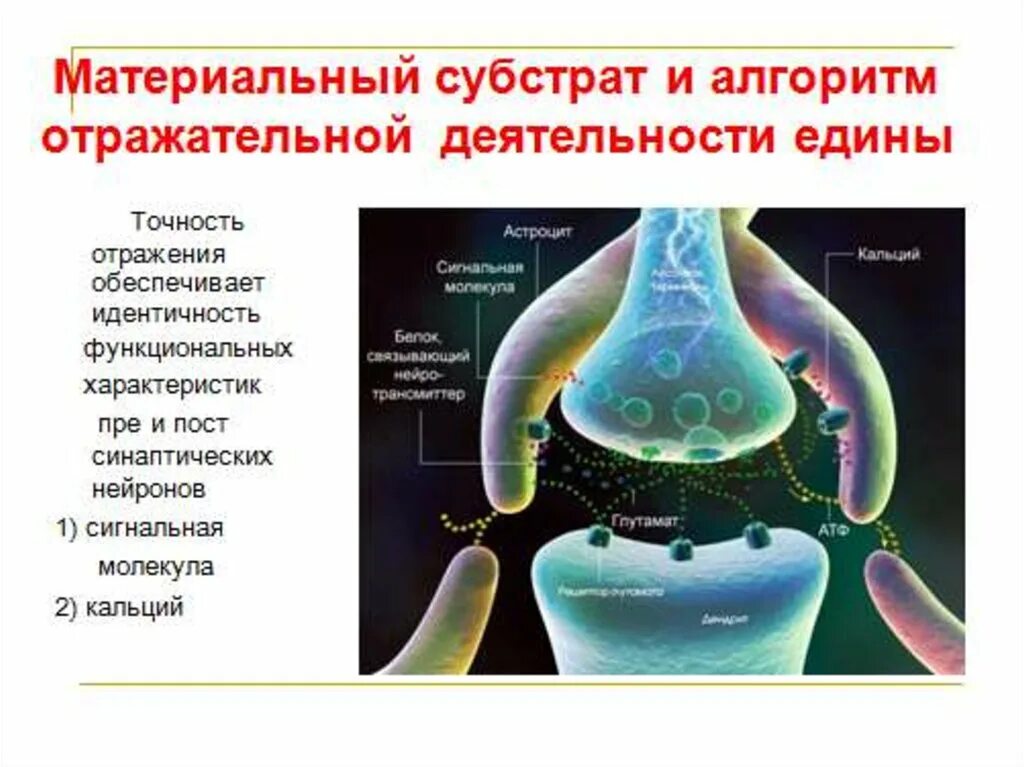 Передача структур функциям. Передача информации в синапсе. Механизм передачи информации в синапсе. Функции синапса. Синапс строение и функции.