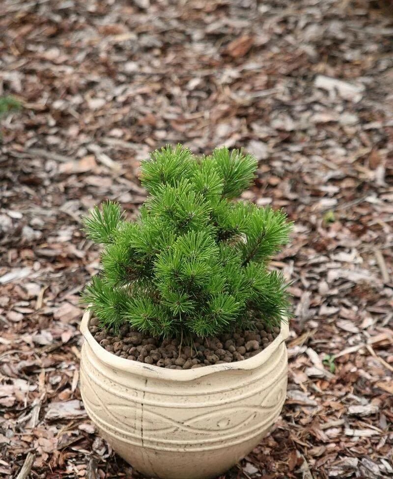 Карликовые хвойные. Pinus mugo Rositech. Сосна Горная Амбер Голд. Pinus mugo Litomyśl. Сосна Горная (сорт 'Orange Sun').