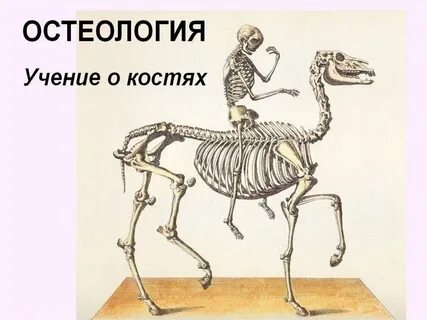 Остеология