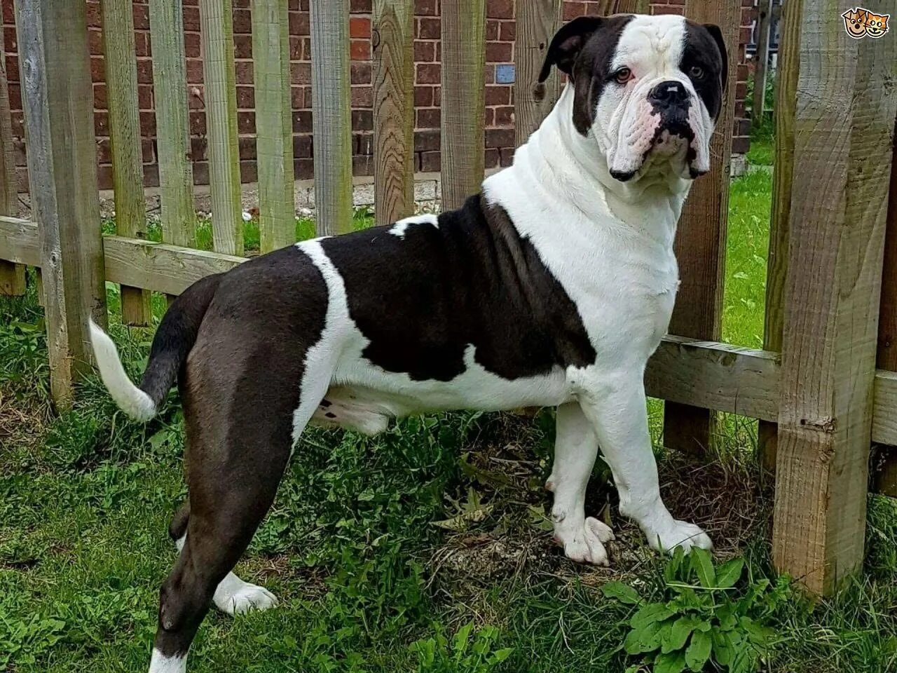 Алапахский бульдог щенок. Бульдог алапахский чистокровный. Собака бульдог алапахский чистокровный (отто). Чистокровный бульдог. Алапахский бульдог.