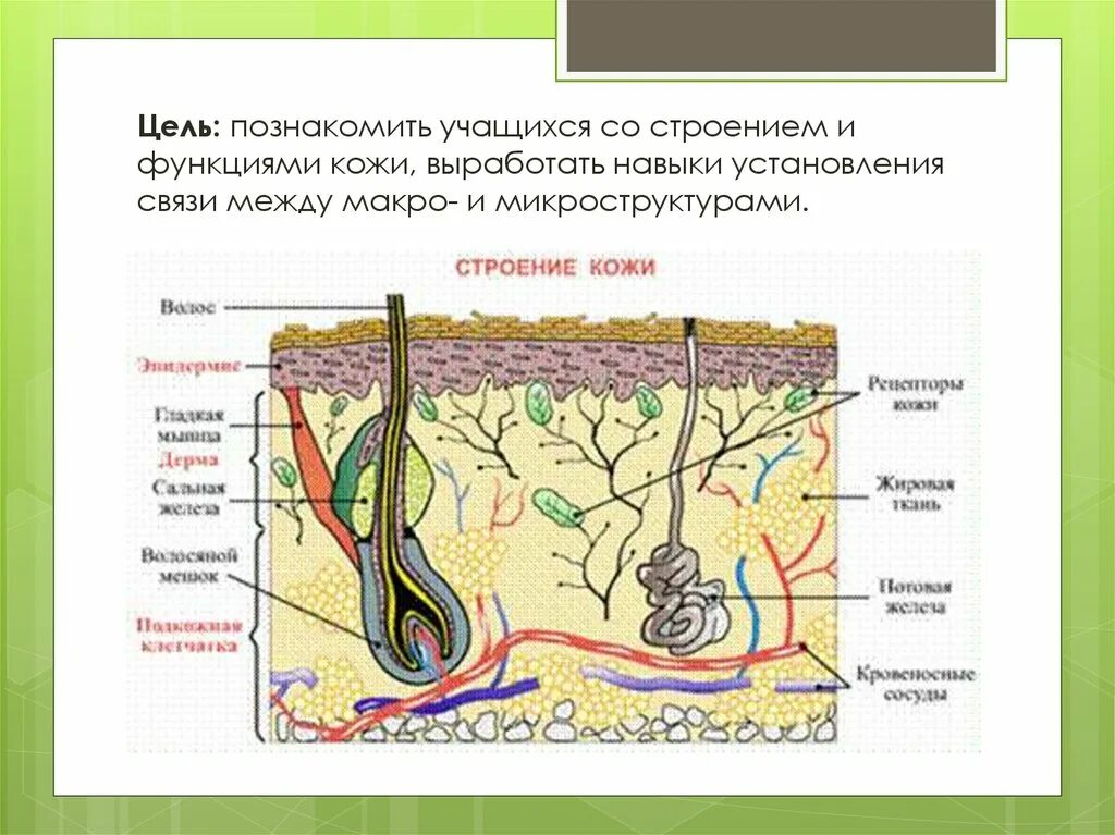 Какой кожный покров у млекопитающих. Схема строения кожи млекопитающих. Строение кожного Покрова млекопитающих схема. Кожный Покров млекопитающих схема. Строение кожи и железы млекопитающих.