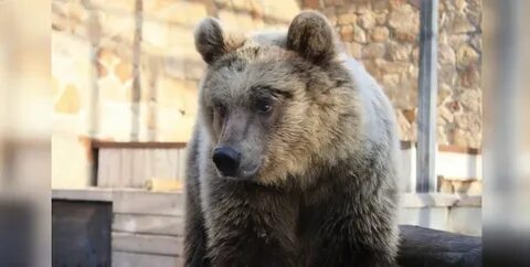 Медведь перенос