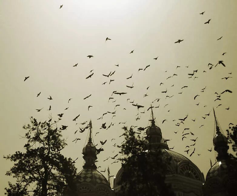 Белые птицы кружат над крышами слушать. Птицы над храмом. Вороны над Церковью. Вороны над храмом. Птицы кружат над храмом.