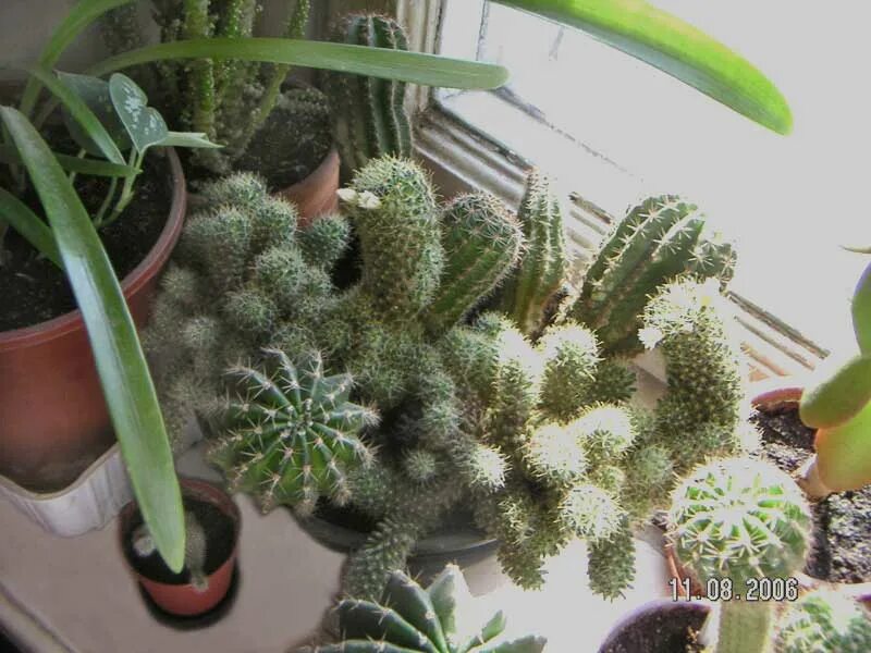 Шагающий кактус анданте. Кактус карнегия в домашних условиях виды и фото. Бренд кактус. Кактус один. Кактус из plants vs zombies.