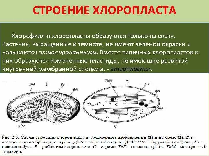 Тип питания хлоропласта. Строение хлоропласта егэ. строение хлоропласта растительной клетки. схема строения хлоропласта. внутреннее строение хлоропласта.