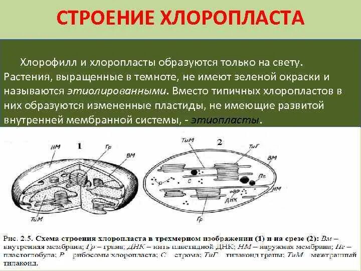 3 признака хлоропластов. Строение хлоропласта ЕГЭ. Схема строения хлоропласта. Внутреннее строение хлоропласта. Внутренняя структура хлоропластов.