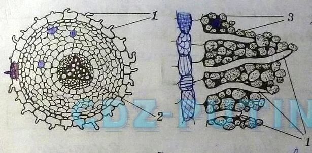 Почвенное питание растений. Минеральное питание растений корневые волоски. Минеральпитание растения. Почвенное питание растений. Минеральное питание растений пасечник 6 класс.