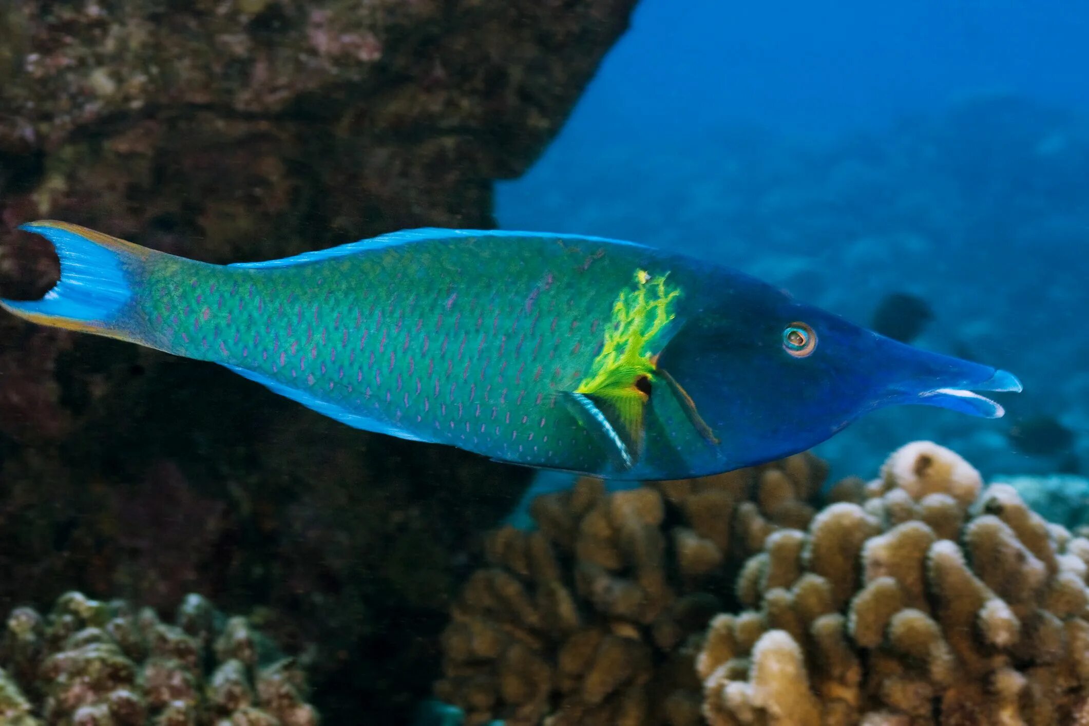 Губан Бекас. Wrasse рыба. Губан клюворыл рыба. Губан-Бекас Gomphosus varius.