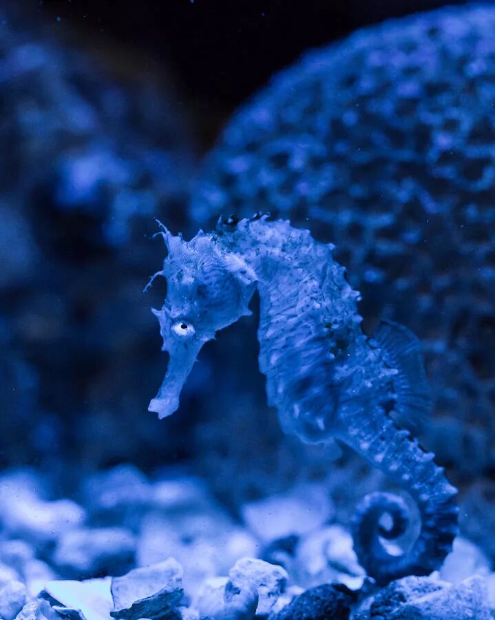 Морской конек (Hippocampus Hippocampus). Короткомордый морской конек. Морской конёк (Hippocampus guttulatus). Морской конек (Hippocampus Antiquorum).