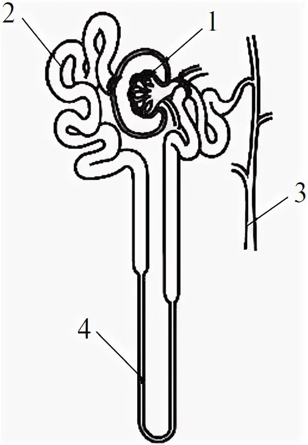 Нефрон состоит из тест. Строение нефрона анатомия. Строение нефрона без подписей. Строение нефрона почки. Строение нефрона ЕГЭ.