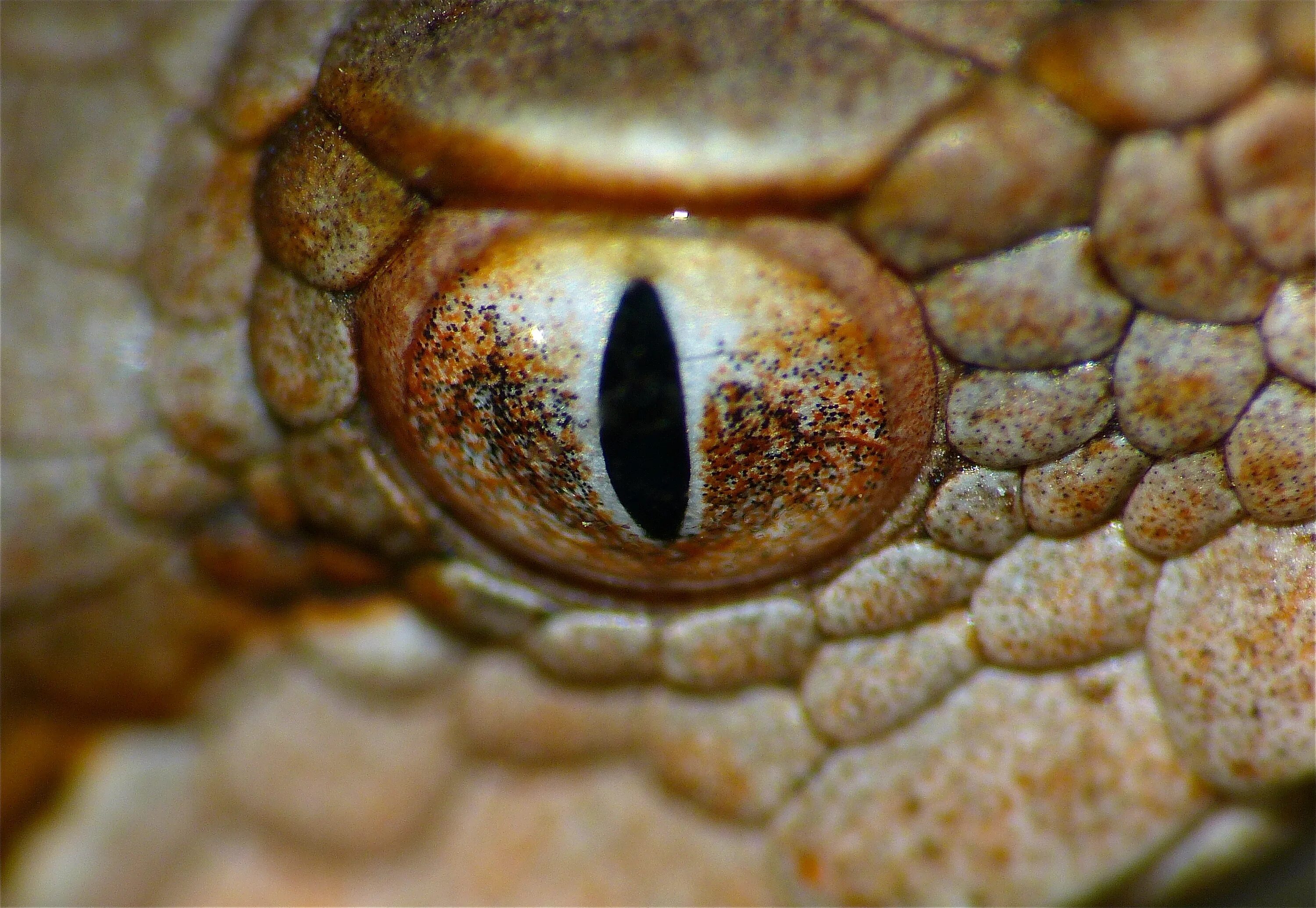 Какой элемент инфраглаза змеи выполняет. Глаза змеи. Глаза гадюки. Глаз рептилии. Зрачок ядовитой змеи.