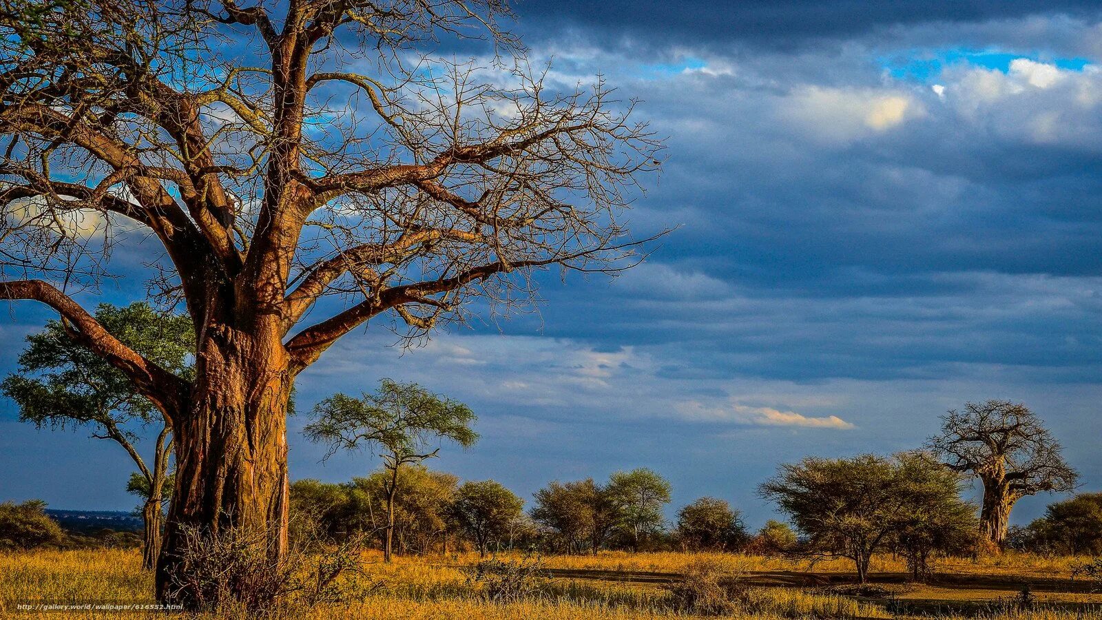Баобаб антилопы трава леопарды. Баобаб в сенегале. Танзания растительный мир баобаб. Национальный парк лимпопо. Зонтичная акация в саванне.