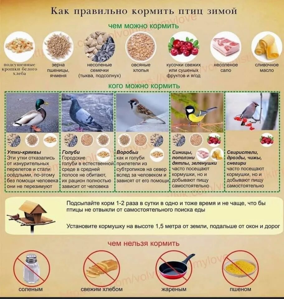 Сыпать в кормушку. Что нельзя давать птицам. Чем можно подкармливать птиц. Что можно и нельзя давать птицам зимой. Чем правильно кормить птиц.