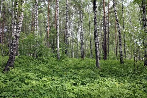 Березняки лес